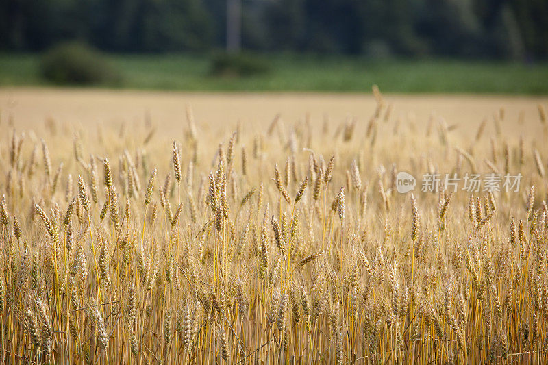 来自意大利乌迪内的小麦农场，弗里利- venezia Giulia地区
